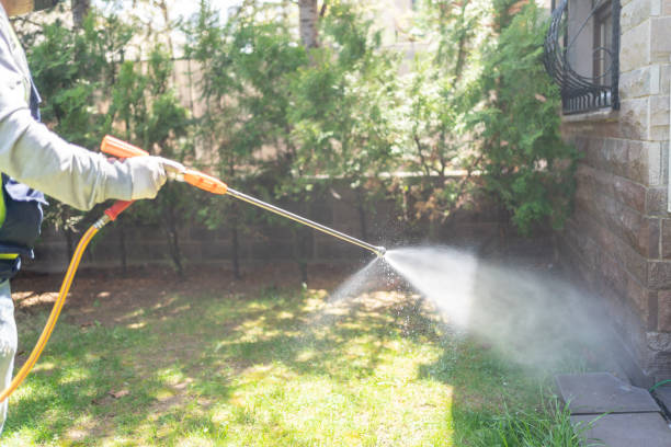 Best Wasp Removal Services  in Spring Creek, NV