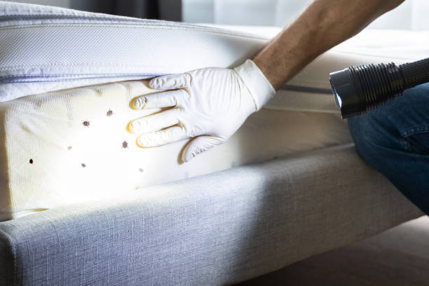 Pest Control Cost in Spring Creek, NV